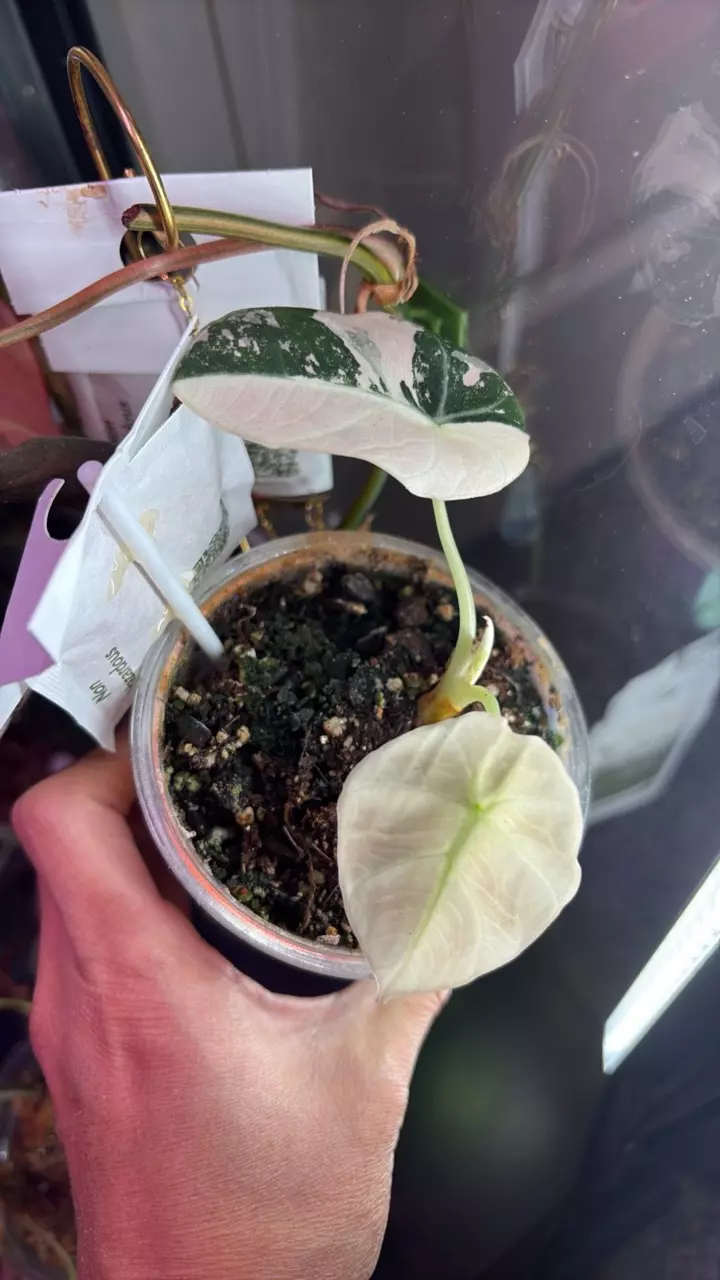 plant/Pink Black Velvet Pup-0