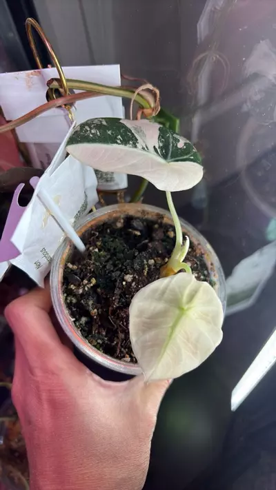 plant/Pink Black Velvet Pup-0-thumbnail