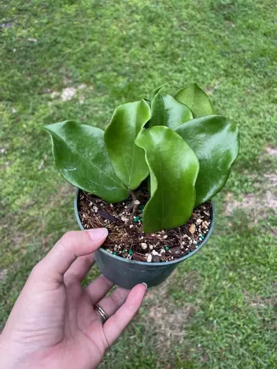 plant/Hoya Epiphytica hybrid (red leaf w/ venation) wonky big leaf #1-2-thumbnail