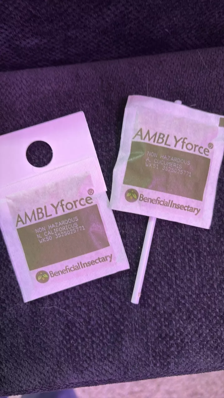 plant/Beneficial Mites - Cucumeris and Califoricus-0