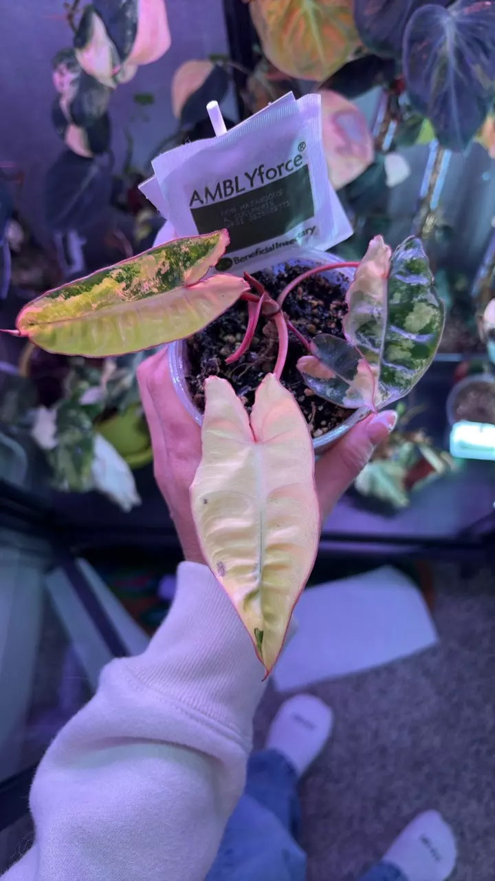 plant/Variegated Billie-0