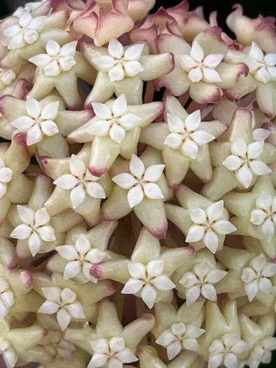 plant/Hoya Epiphytica hybrid (red leaf w/ venation) wonky big leaf #1-0-thumbnail