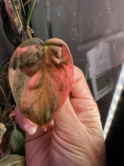 plant/Insurance $1/$100.-0-thumbnail