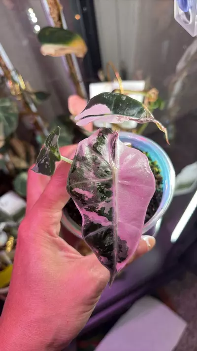 plant/Pink Chant-0-thumbnail