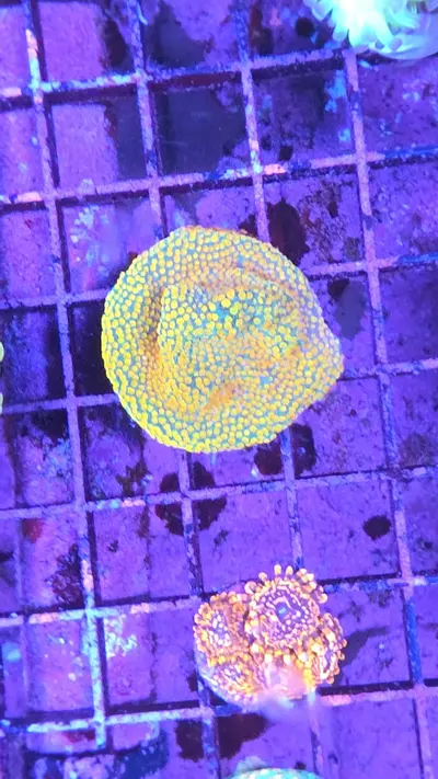 plant/rainbow monti-0-thumbnail