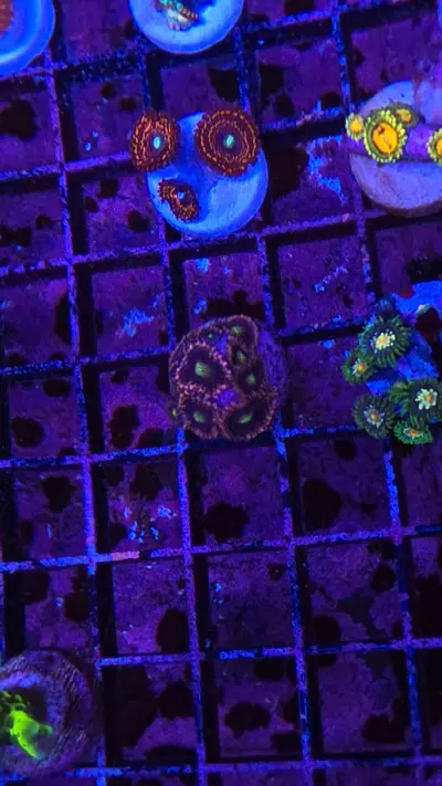 plant/twisted sister-0-thumbnail