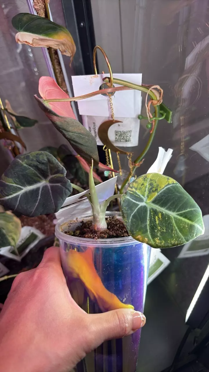 plant/Black Velvet Gold-0