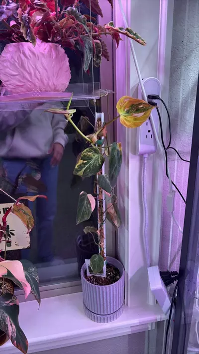 plant/Variegated Micans-0-thumbnail