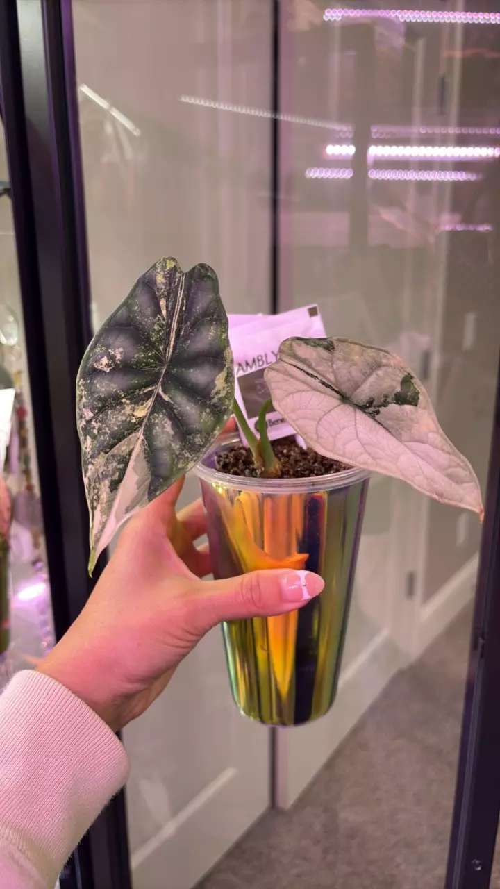 plant/Dragon Scale Albo-0