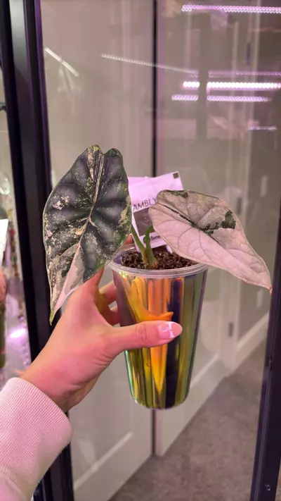 plant/Dragon Scale Albo-0-thumbnail