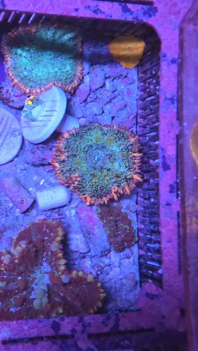 plant/frankenstien-0-thumbnail