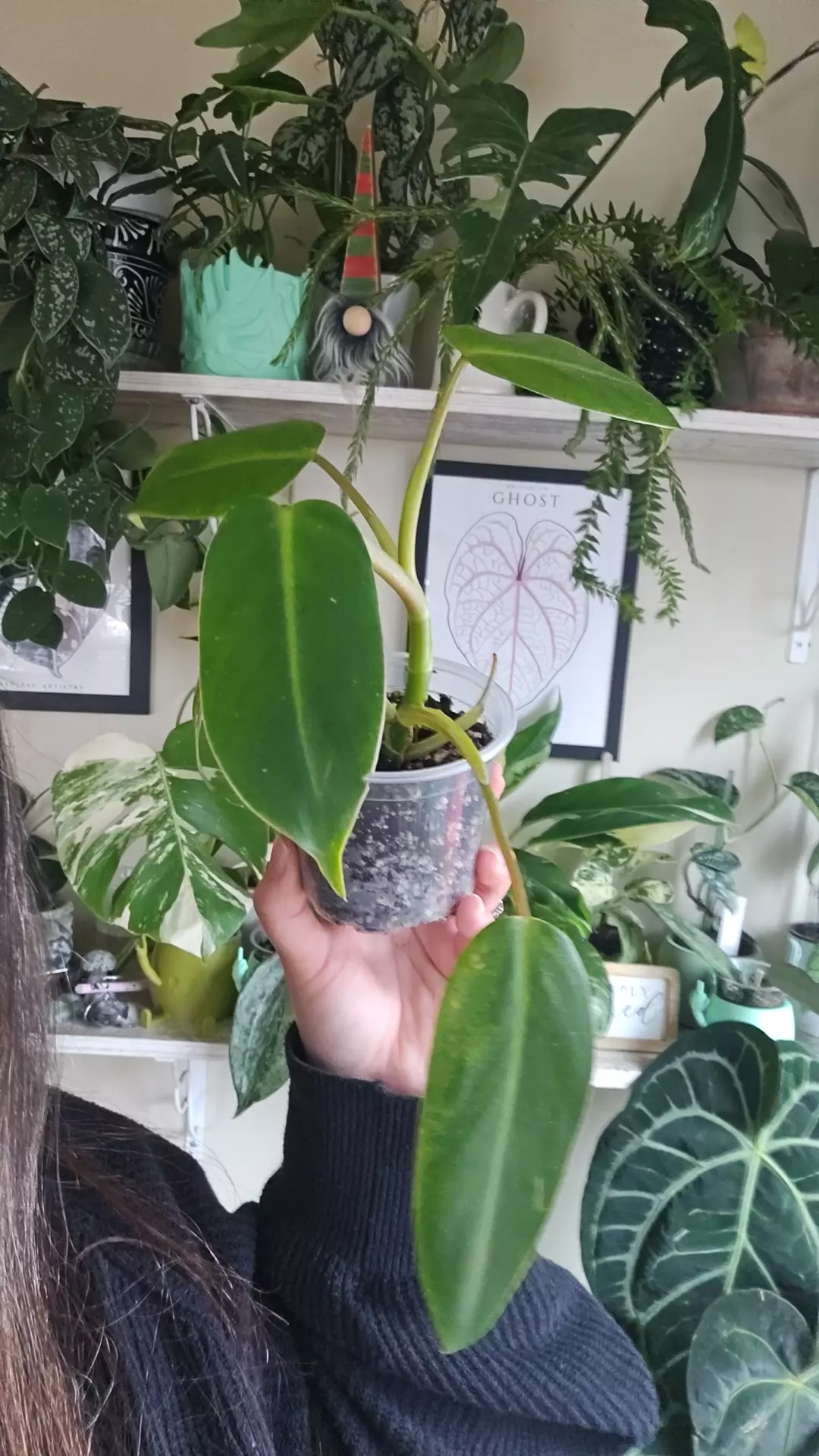 plant/emerald king revert-0