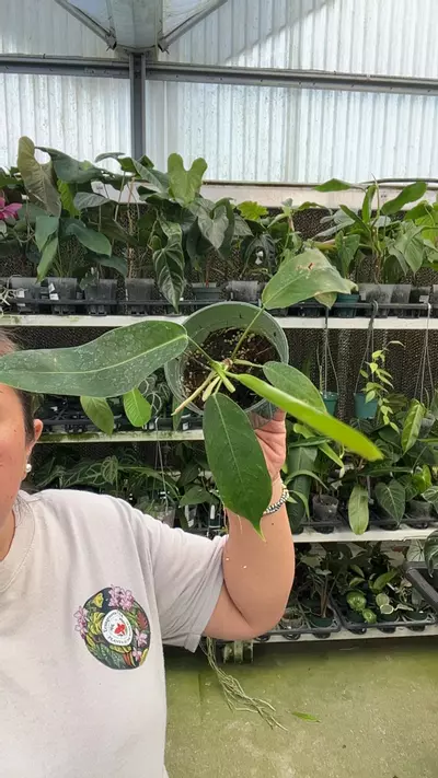 plant/e545 Philo patriciae s-0-thumbnail