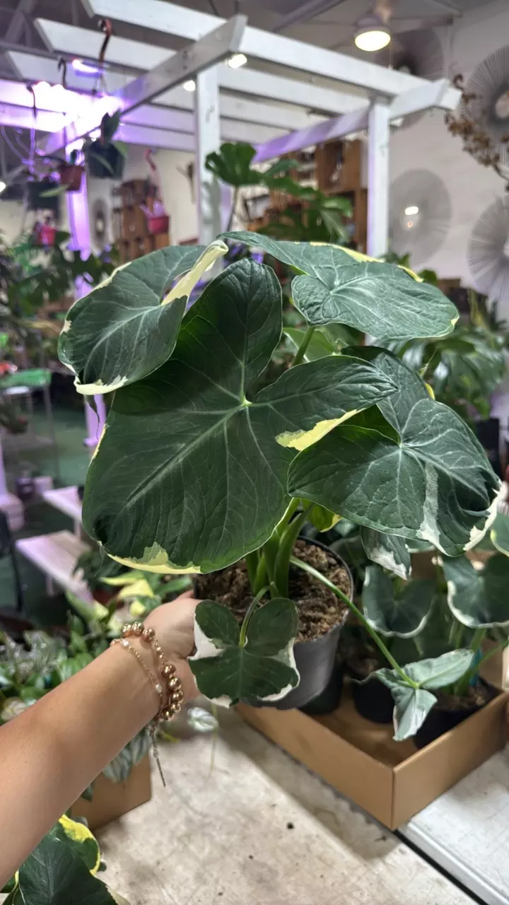 plant/1677 Alocasia Mickey Mouse-0