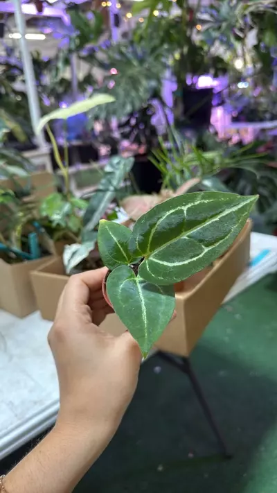 plant/anthurium Michelle X crystalinum 1683-0-thumbnail