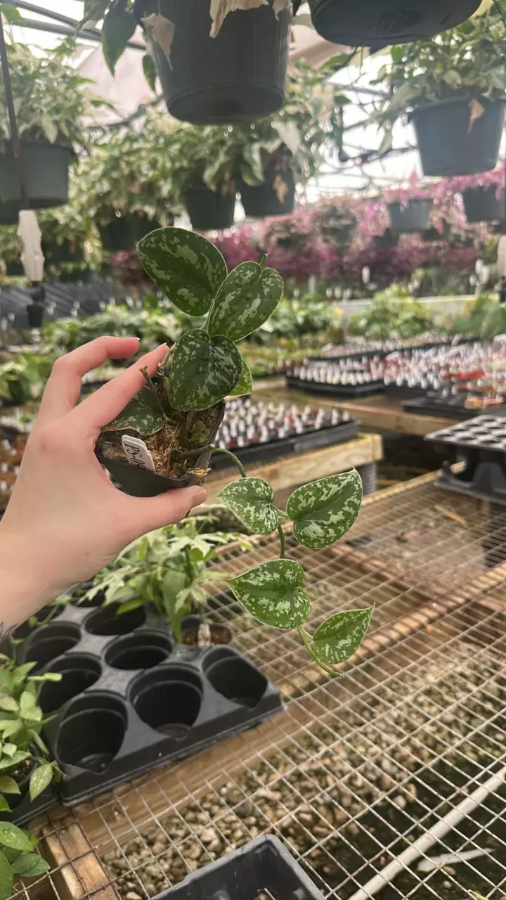 plant/PS-0931 Scindapsus pictus 'Steve's Leaves Tricolor Mutata'-0