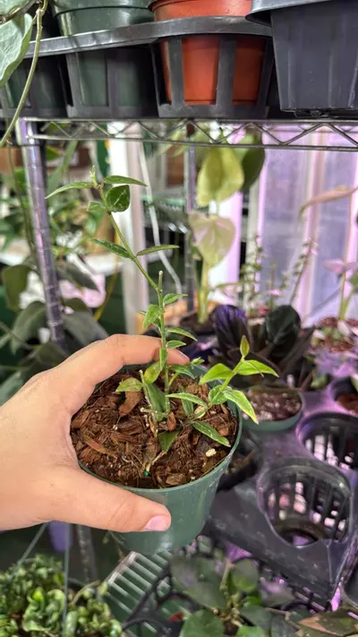 plant/1497 Hoya Bella-0-thumbnail