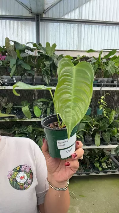 plant/d245 anth veitchii-0-thumbnail