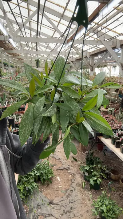 plant/H169 pub splash-0-thumbnail