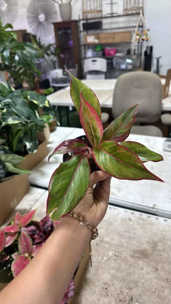 plant/Aglaonema Siam aurora 4” 1744-0
