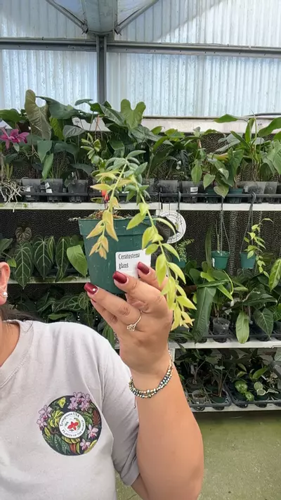 plant/e550 ceratostema glans-0-thumbnail