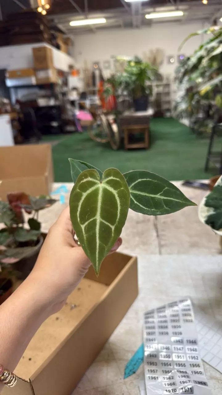 plant/1973 anthurium Michelle X crystalinum-0