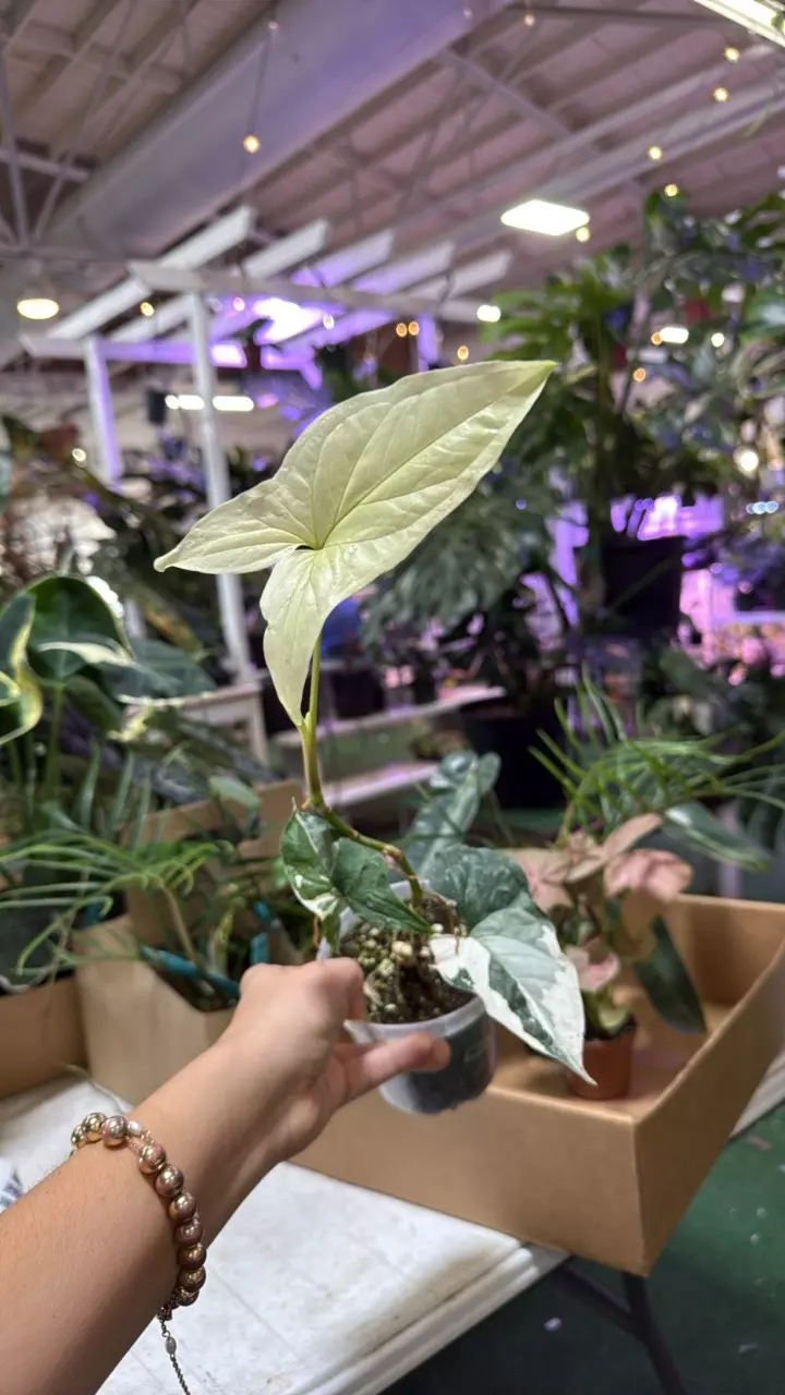 plant/1736 Sygonium albo-0