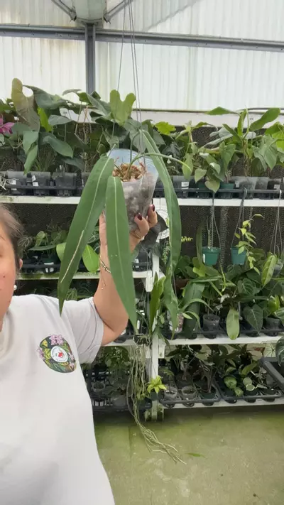 plant/e542 anth Pallidiflorum-0-thumbnail