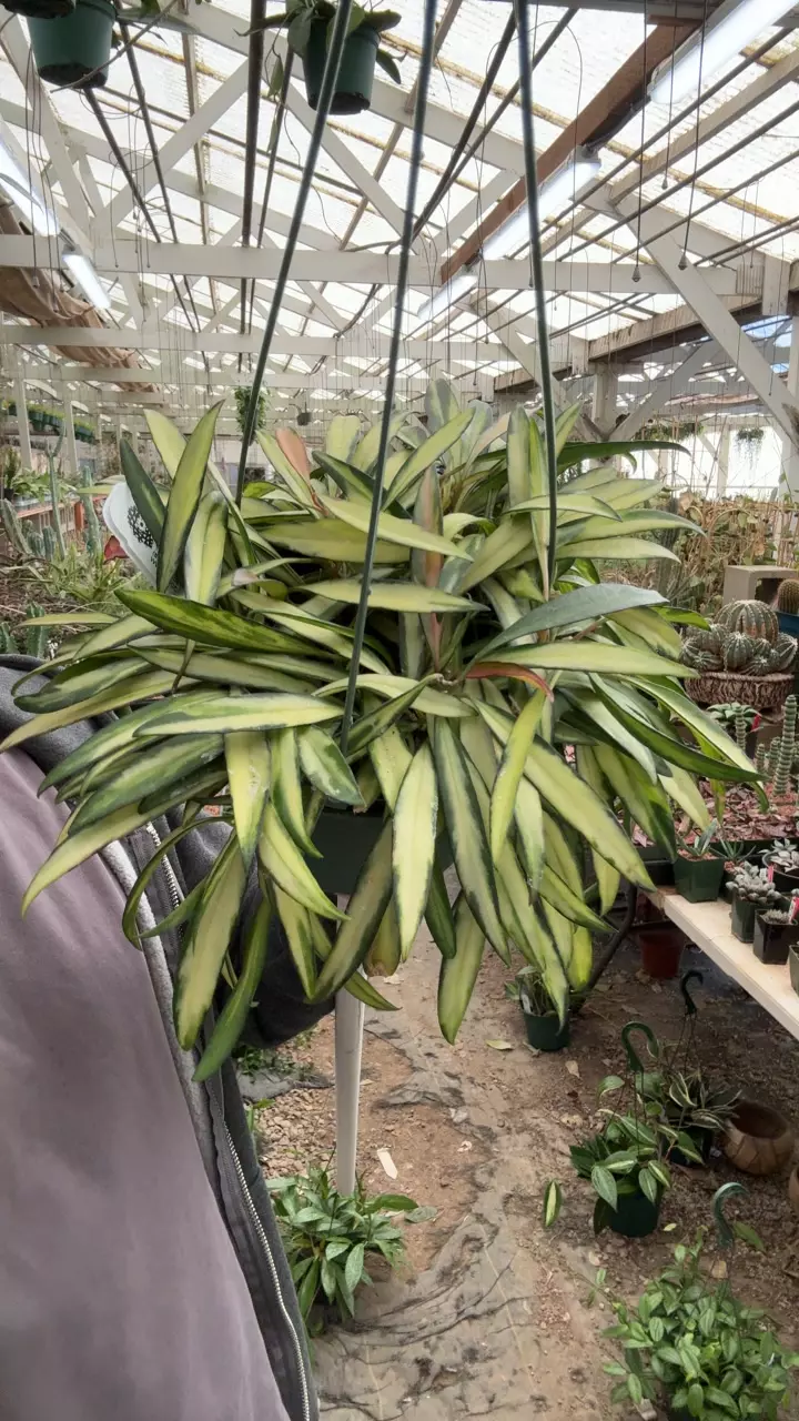 plant/H149 var wayettii-0