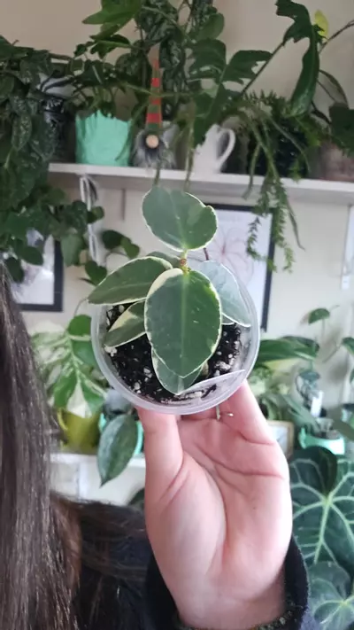 plant/cummingiana-0-thumbnail