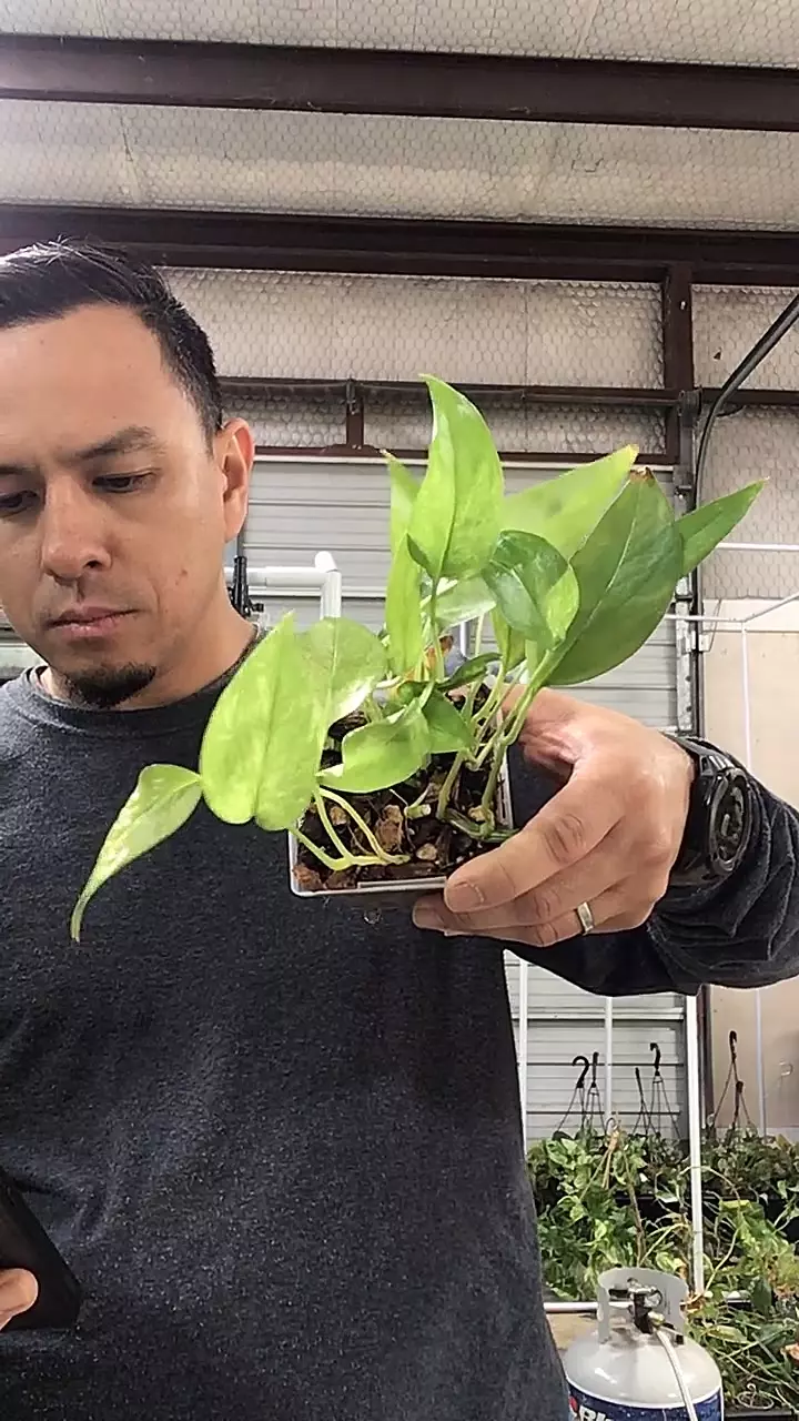 plant/3268. Epi Yellow Flame Mother-0