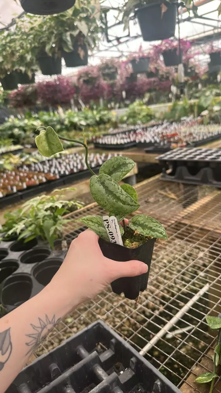 plant/PS-0930 Scindapsus pictus 'Peasun'-0