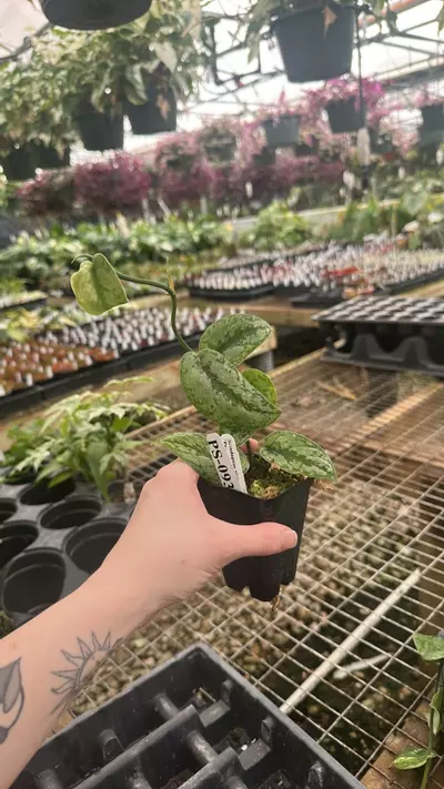 plant/PS-0930 Scindapsus pictus 'Peasun'-0-thumbnail