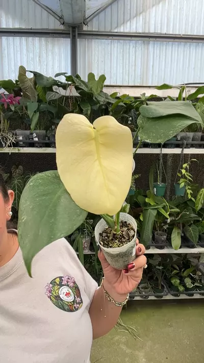 plant/e552 monstera white monster-0-thumbnail