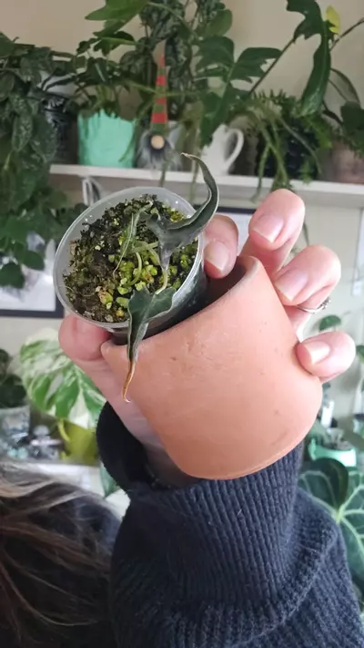 plant/alocasia loco no pot-0-thumbnail