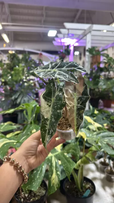 plant/1815 Alocasia amazónica pink Polly-0-thumbnail