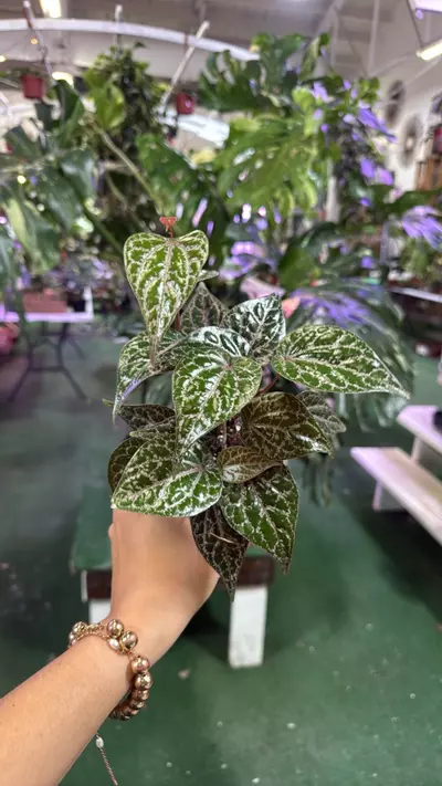 plant/1940 Piper crocatum-0-thumbnail