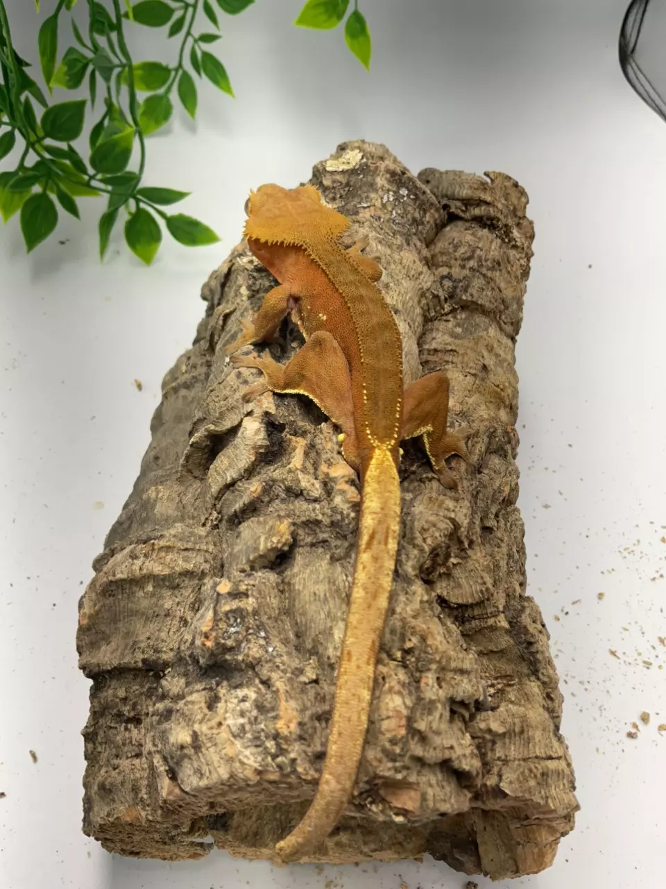 plant/ARTB Red Phantom Ports Partial Pins Male Produced by AJD Reptiles 29g.-0