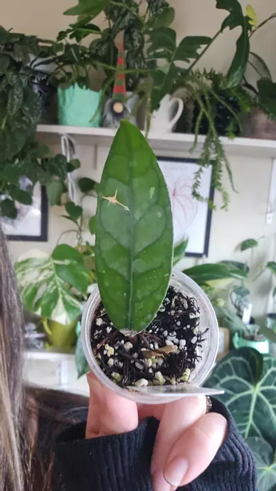 plant/aceh david neal-0-thumbnail