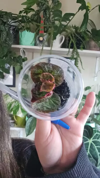 plant/begonia mauna-0-thumbnail