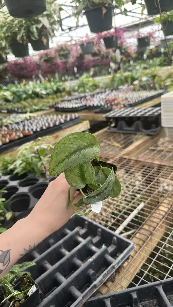 plant/PS-0879 Scindapsus pictus 'Peasun'-0