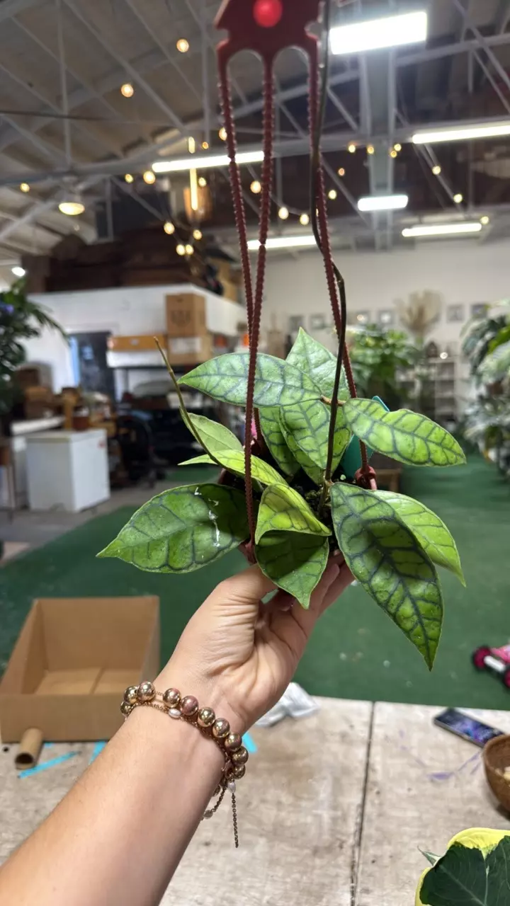 plant/1892 Hoya callisthophylla-0