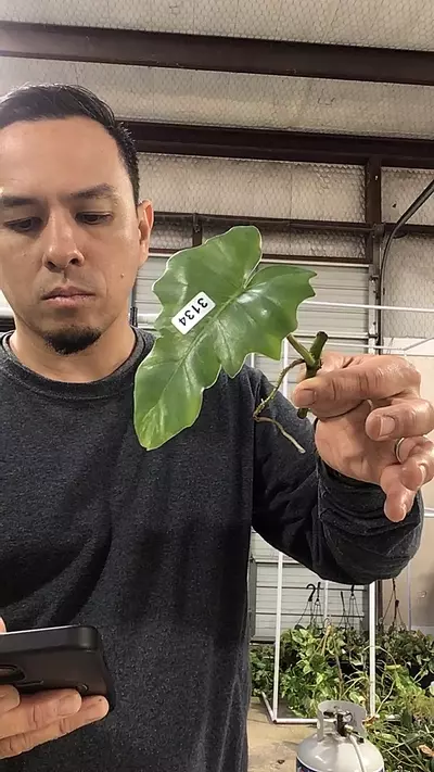 plant/3134. Philo Florida x Mayoi Wide Form-0-thumbnail