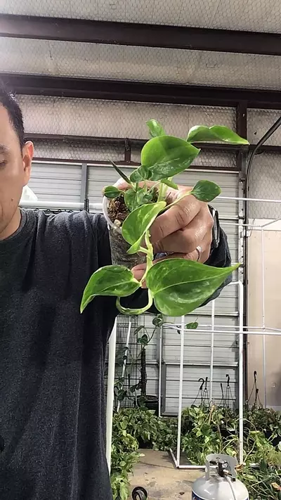 plant/3274. Teruno Jack Mutation-0-thumbnail