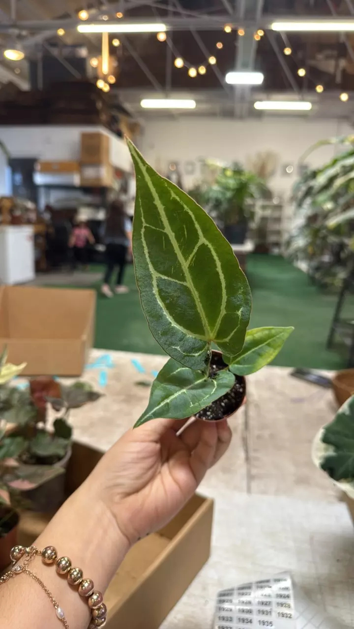 plant/1972 anthurium Michelle X crystalinum-0