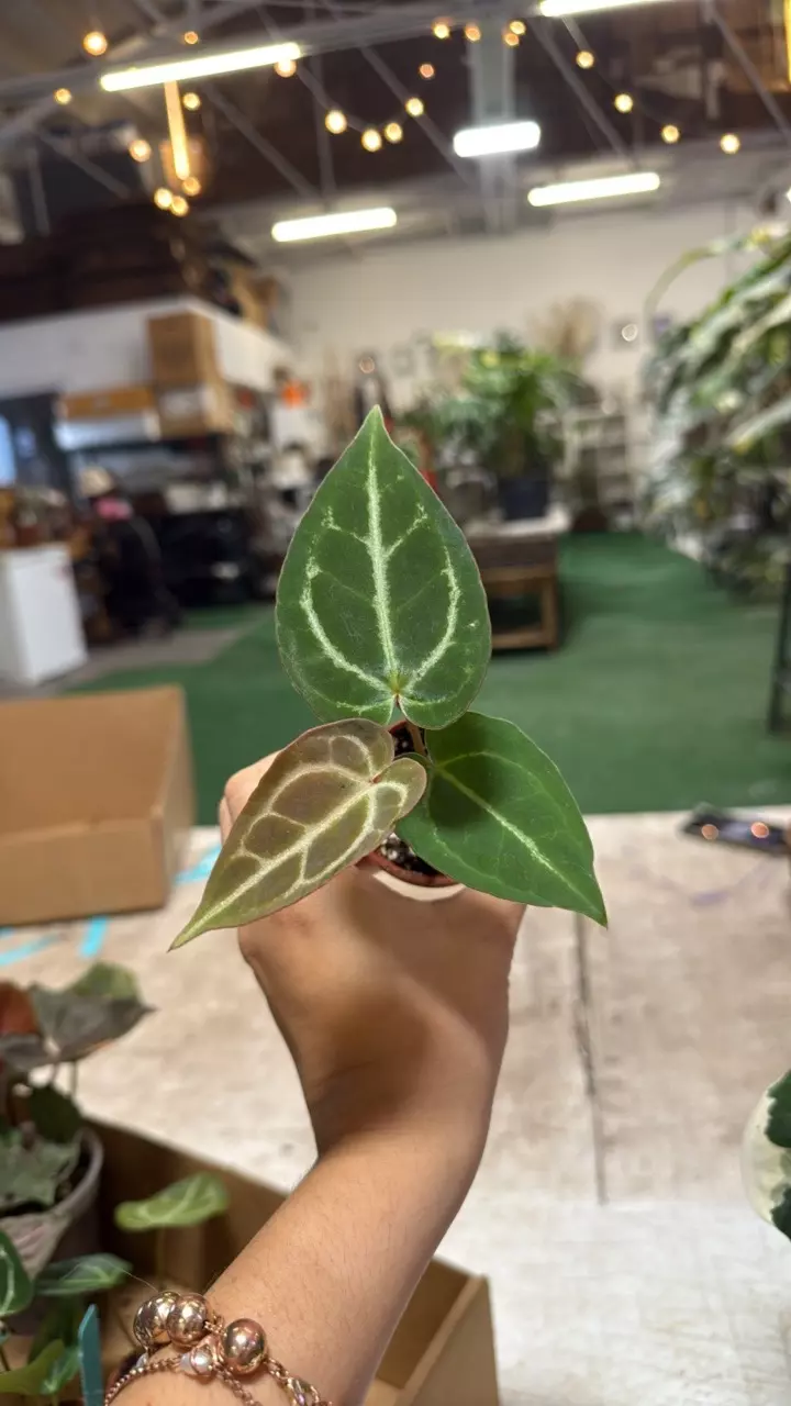 plant/1969 anthurium Michelle X crystalinum-0