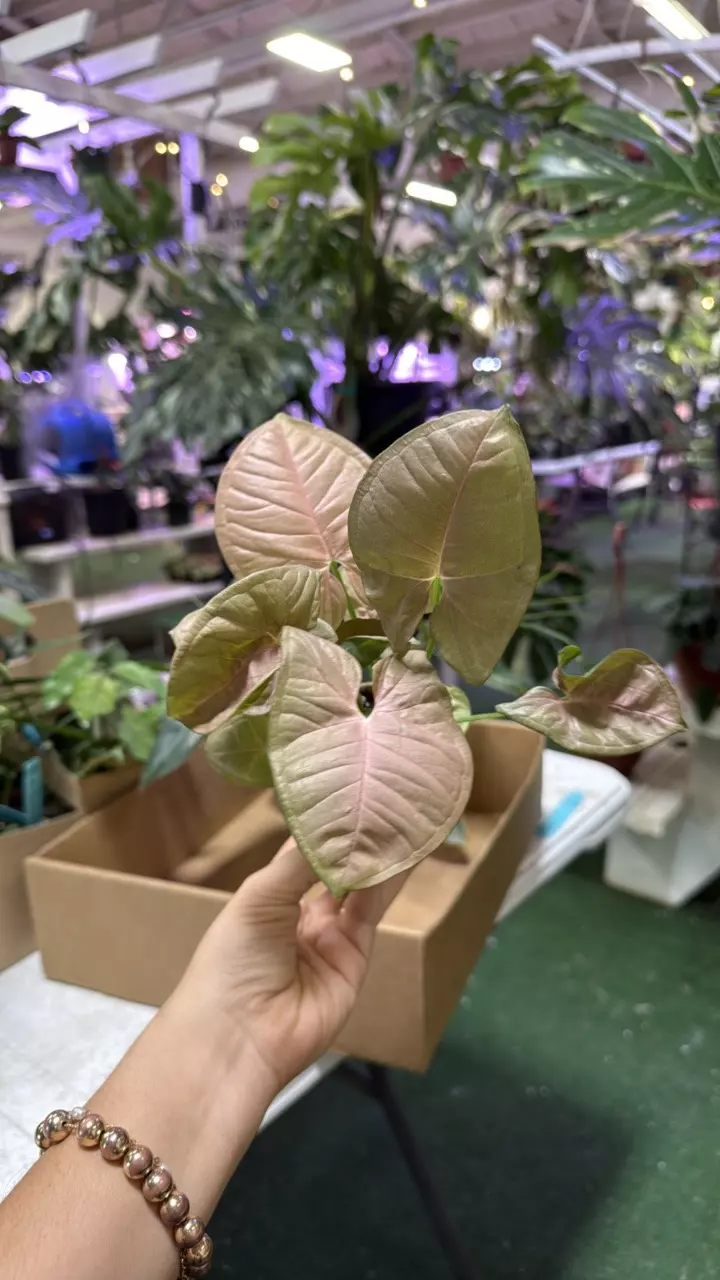 plant/1740 Sygonium pink allusion-0