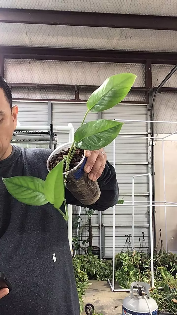 plant/3272. Epi OG Neon Low Color-0