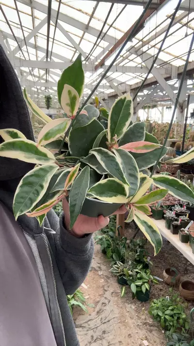 plant/H157 queen-0-thumbnail