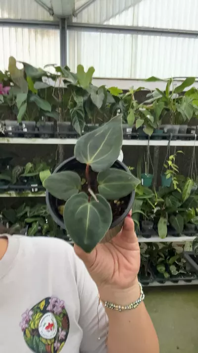 plant/e541 anth besseae aff-0-thumbnail